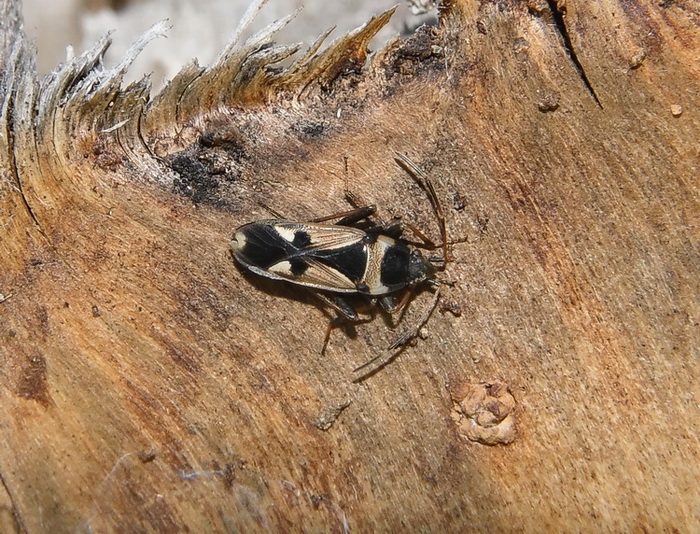 Lygaeida: Raglius confusus al Parco della Piana (Toscana)